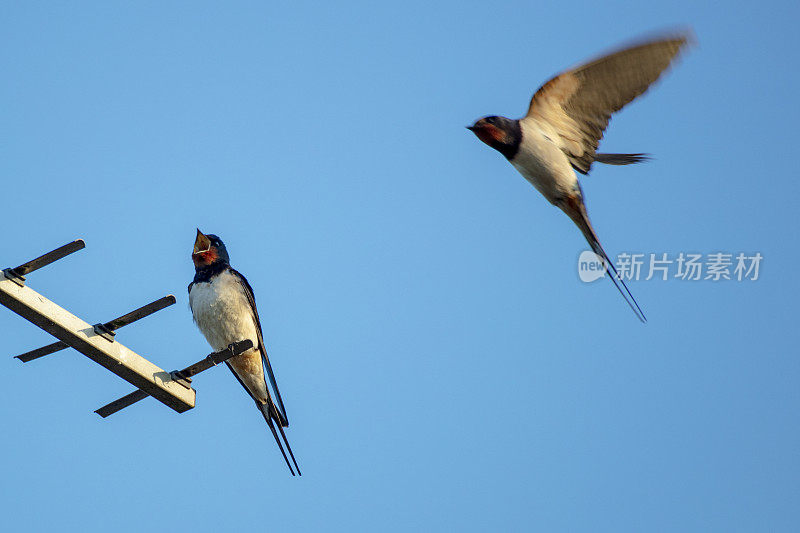 燕子(Hirundo rustica)